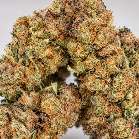 THCX Fiori Premium OG Kush